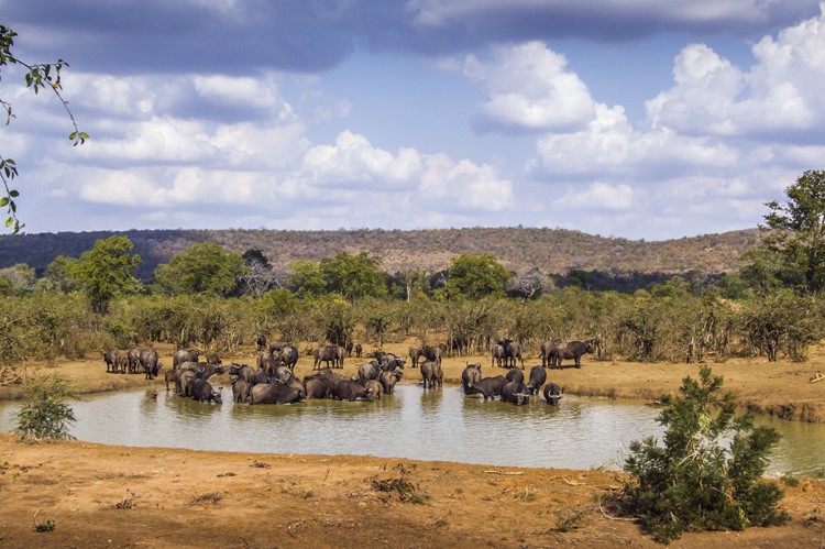 Kruger Nationaal Park, Zuid-Afrika